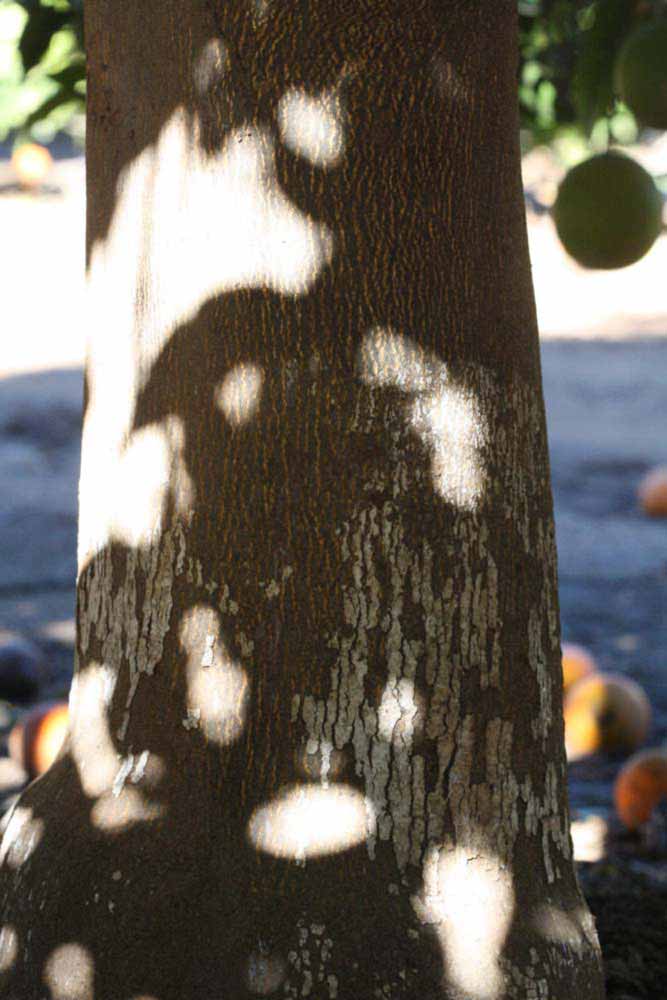              Bark (Riverside, CA)       